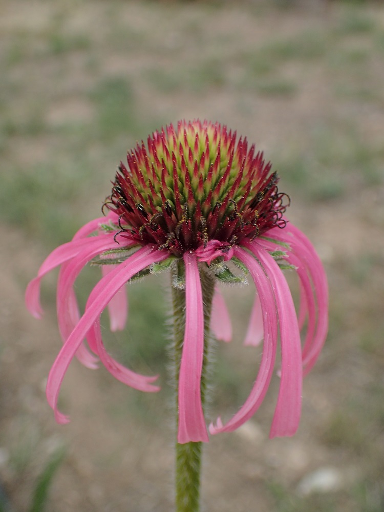 Echinacea angustifolia