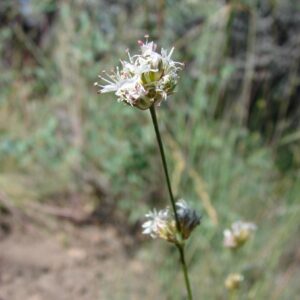 Arenaria congesta