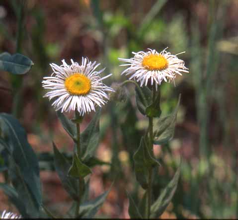 Erigeron elatior