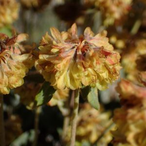 Eriogonum flavum