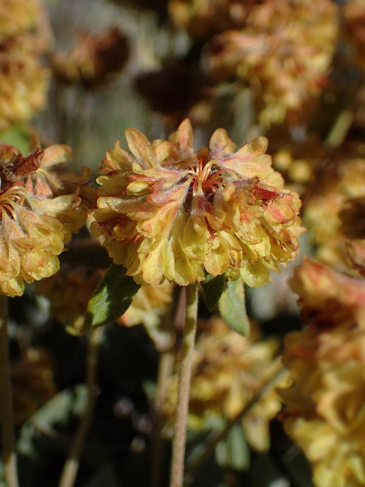 Eriogonum flavum