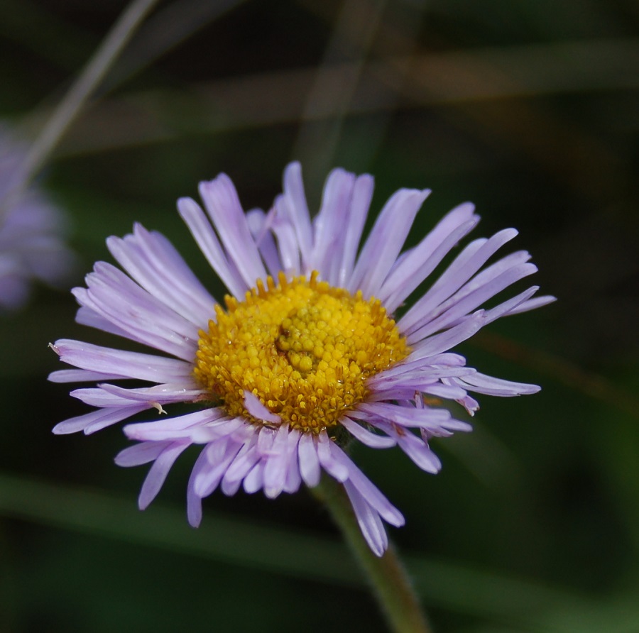 Erigeron formosissimus