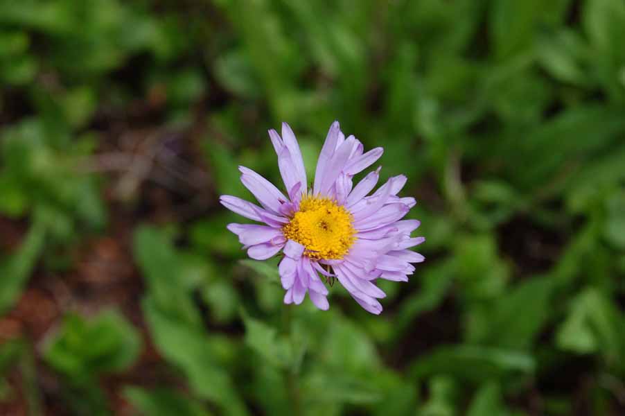 Erigeron peregrinus