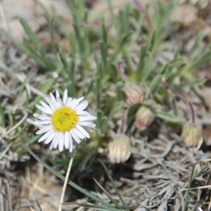 Erigeron pumilus
