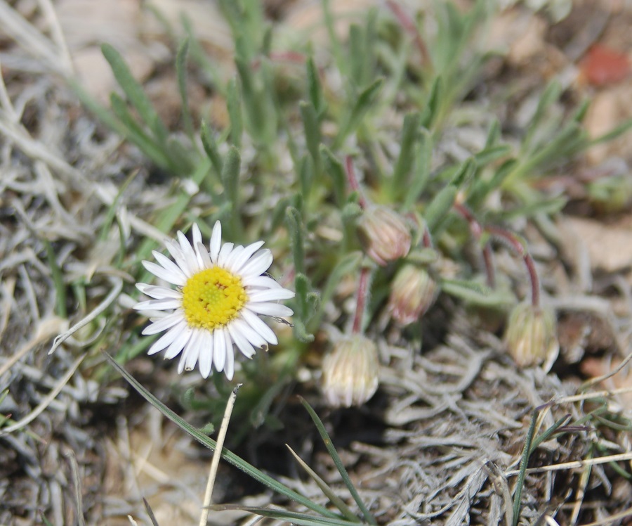 Erigeron pumilus