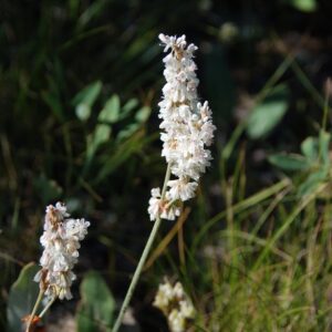 Eriogonum racemosum