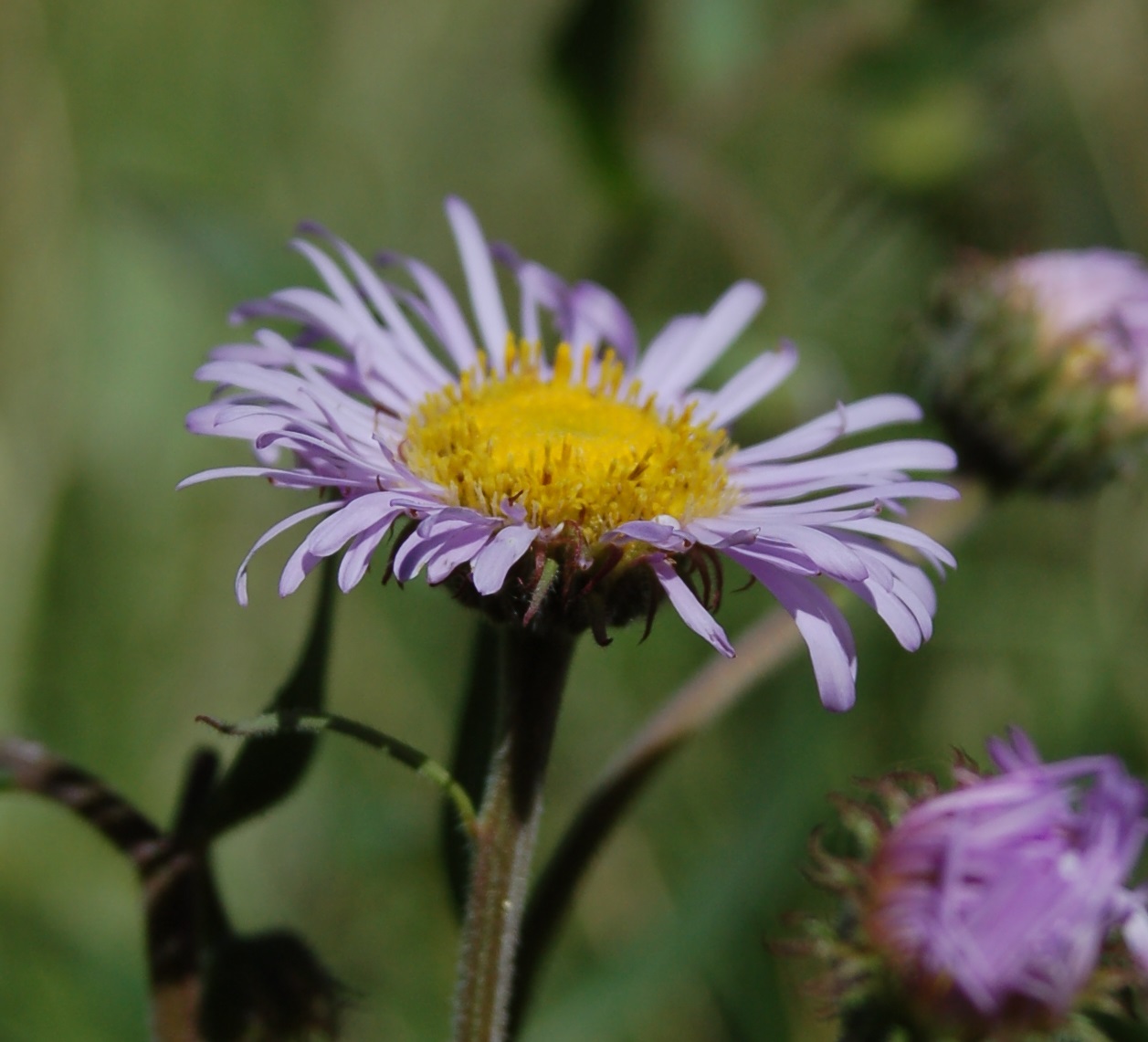 Erigeron speciosus