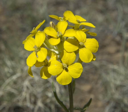 Erysimum capitatum