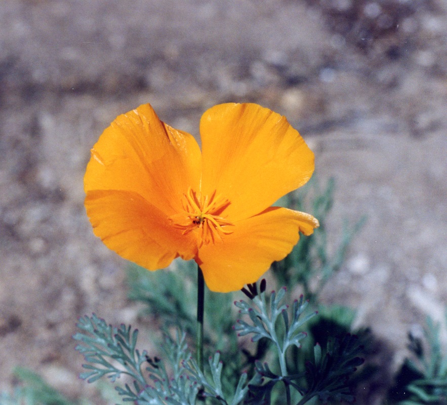 Eschscholzia californica