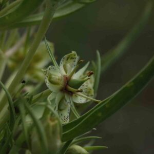 Frasera speciosa