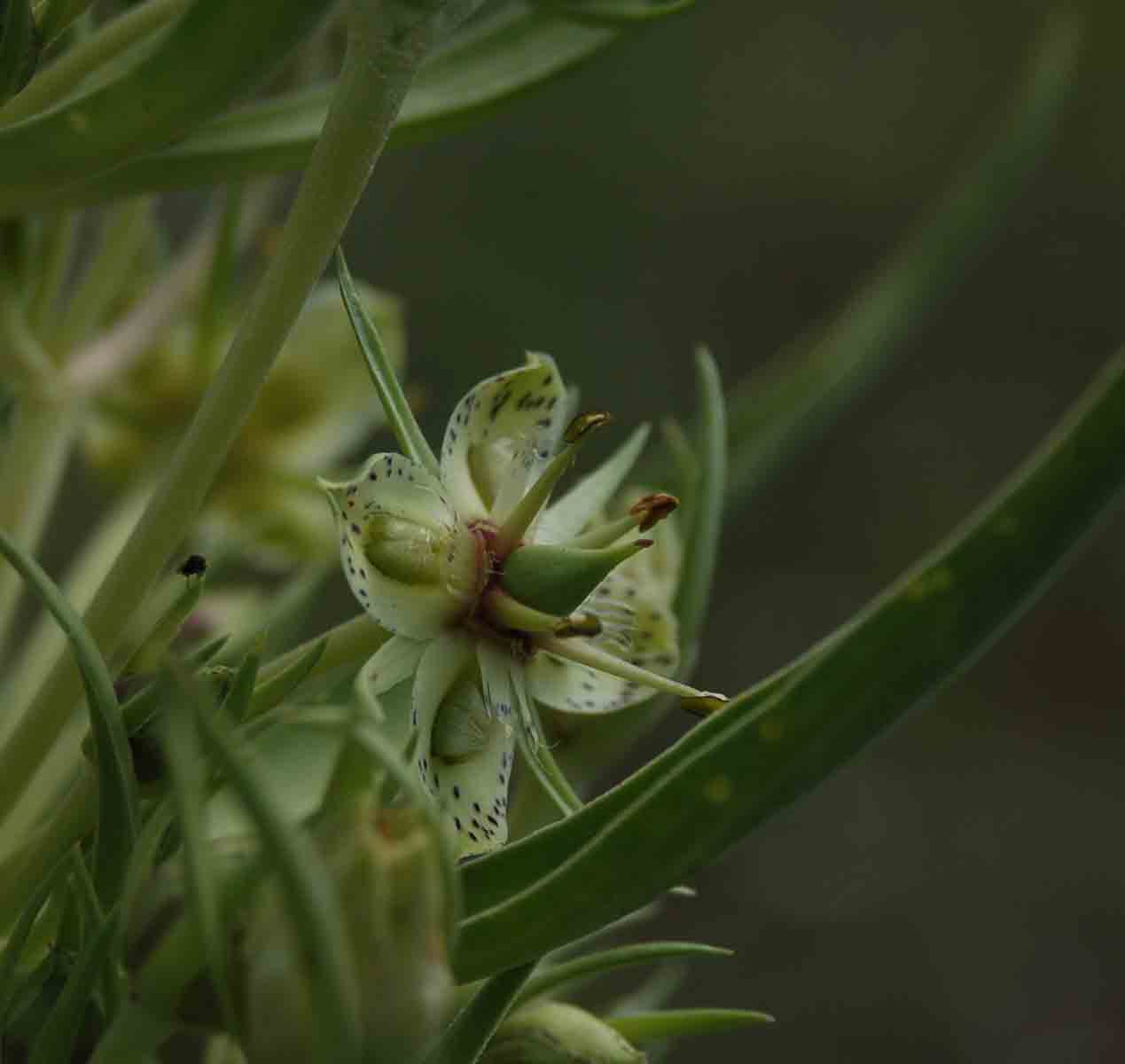 Frasera speciosa