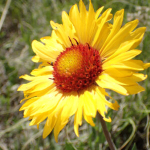 Gaillardia aristata