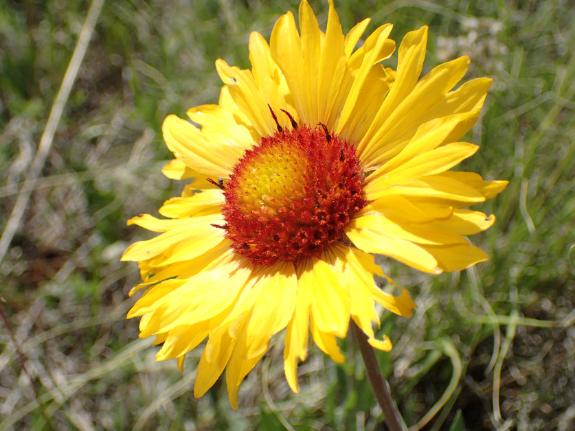 Gaillardia aristata