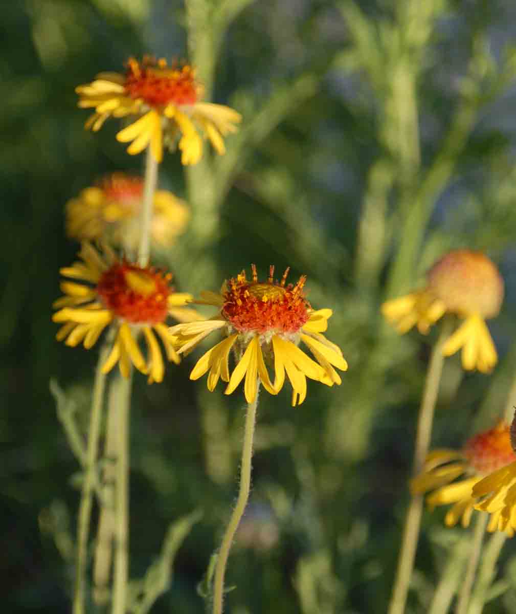 Gaillardia pinnatifida
