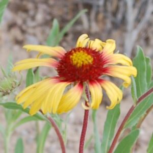 Gaillardia pulchella