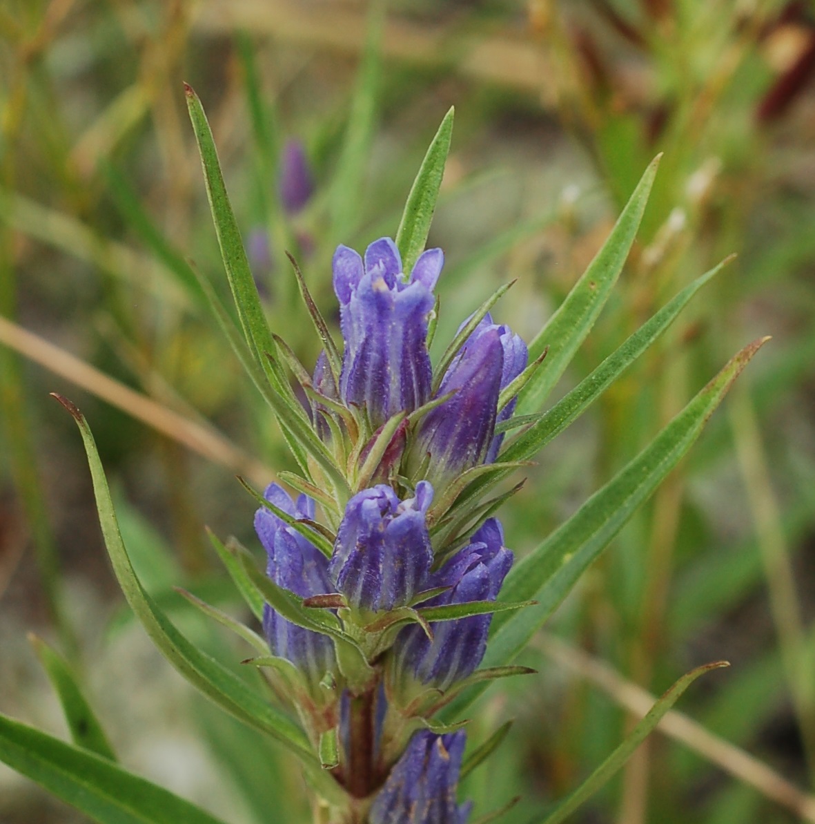 Gentiana affinis