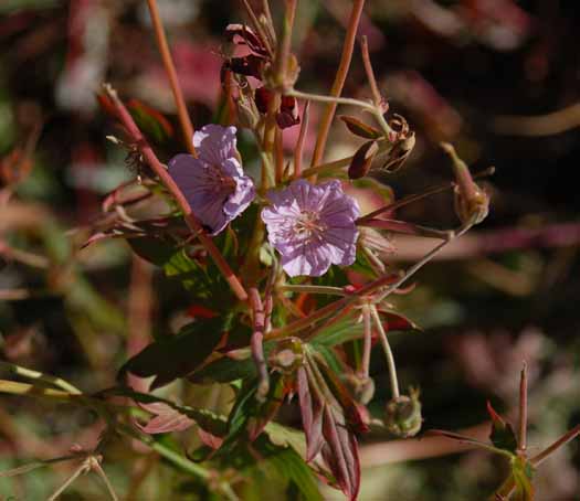Geranium viscosissimum