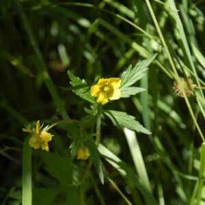 Geum macrophyllum