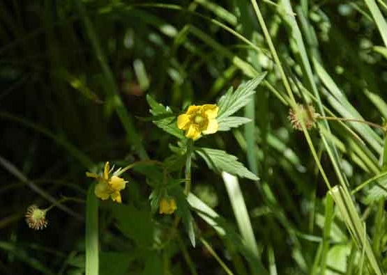 Geum macrophyllum