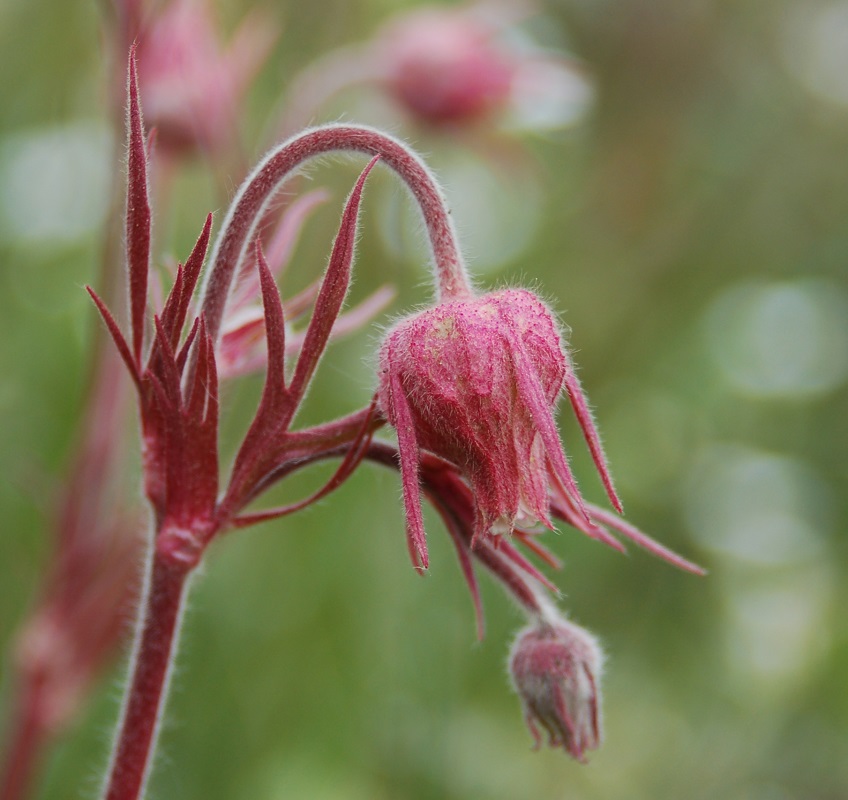 Geum triflorum