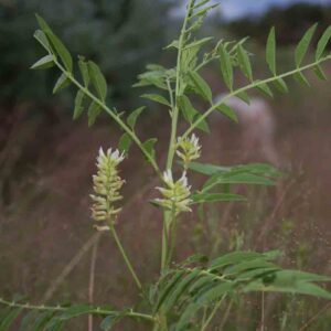Glycyrhiza lepidota