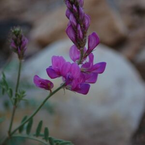 Hedysarum boreale