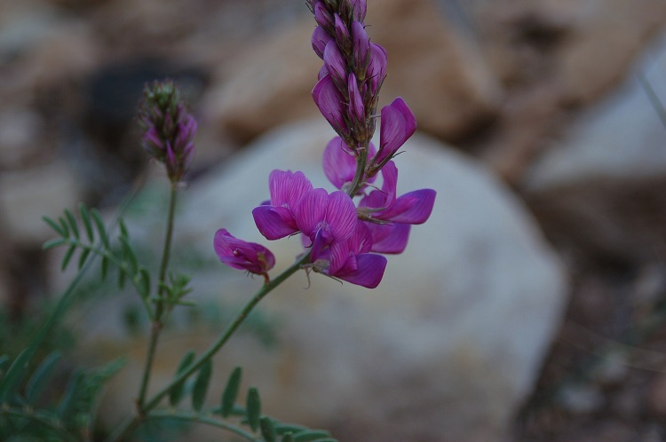 Hedysarum boreale