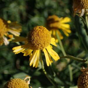 Helenium autumnale