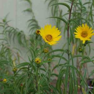 Helianthus maxmiliani