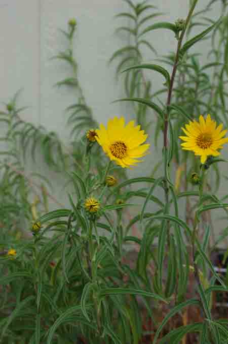 Helianthus maxmiliani