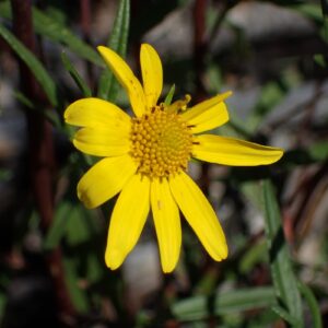 Heliomeris multiflora