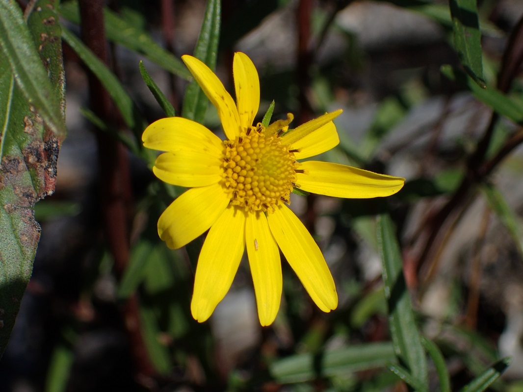 Heliomeris multiflora