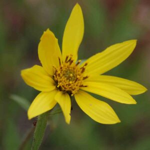 Helianthus pumilus