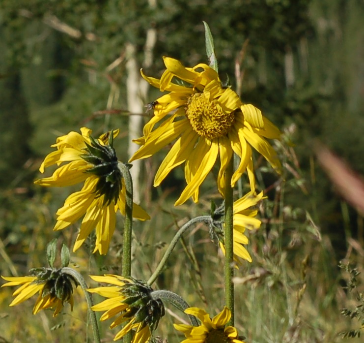 Helianthella quinquenervis