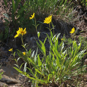 Helianthella uniflora