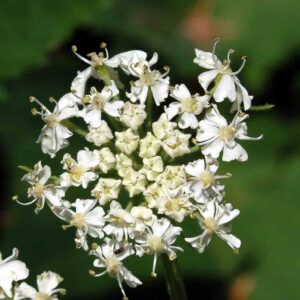 Heracleum maximum