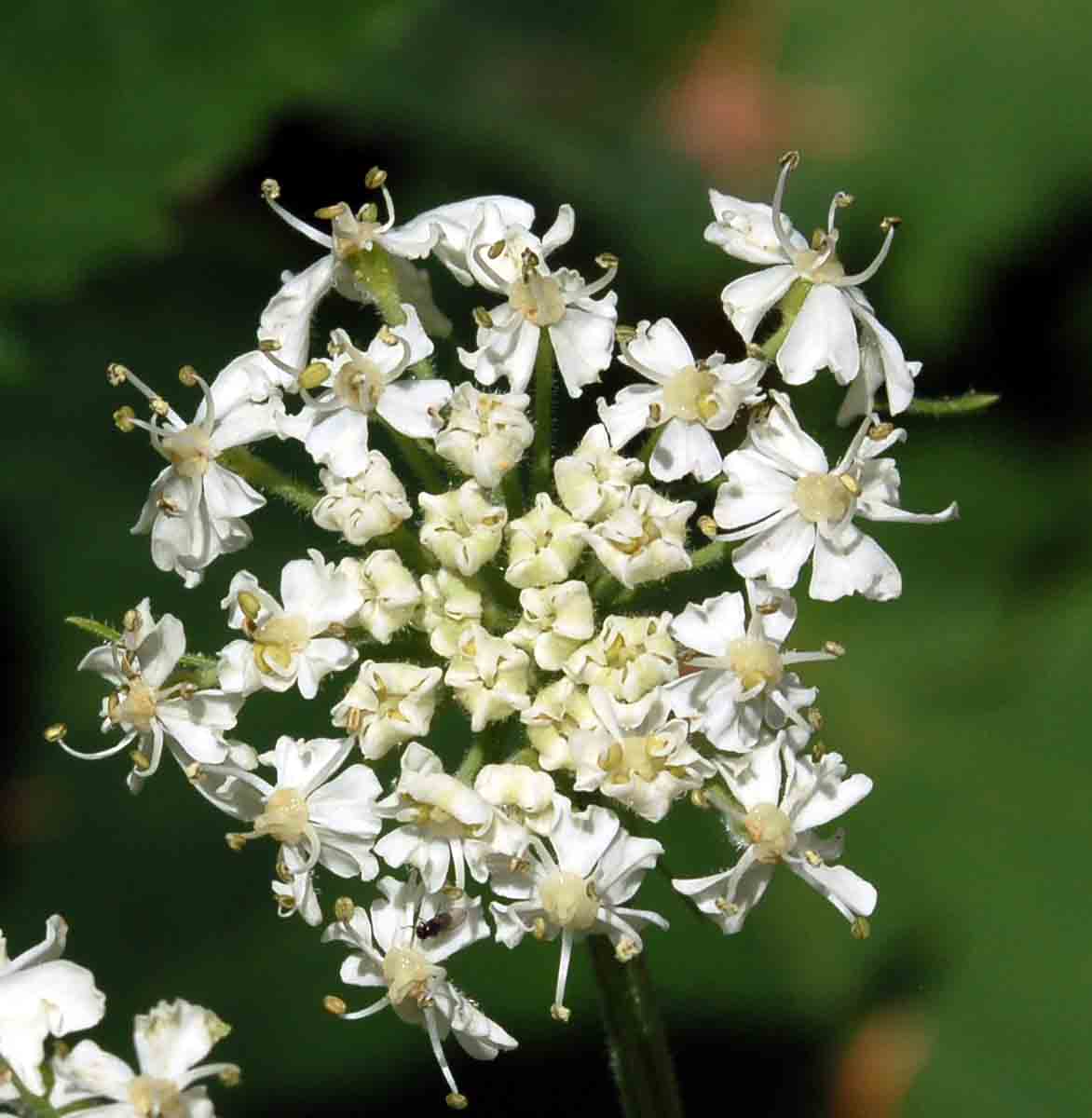 Heracleum maximum