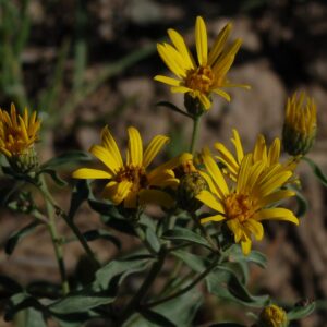 Heterotheca villosa