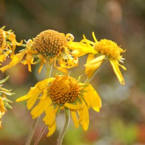 Hymenoxys hoopesii
