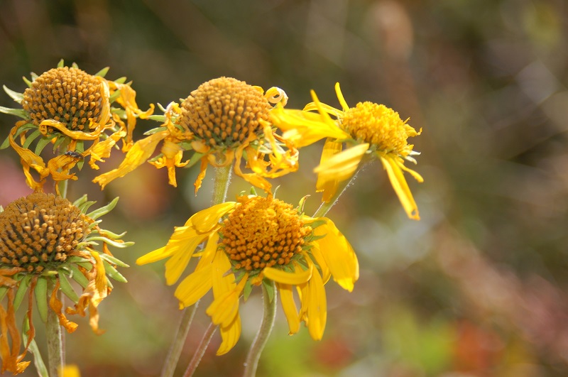 Hymenoxys hoopesii