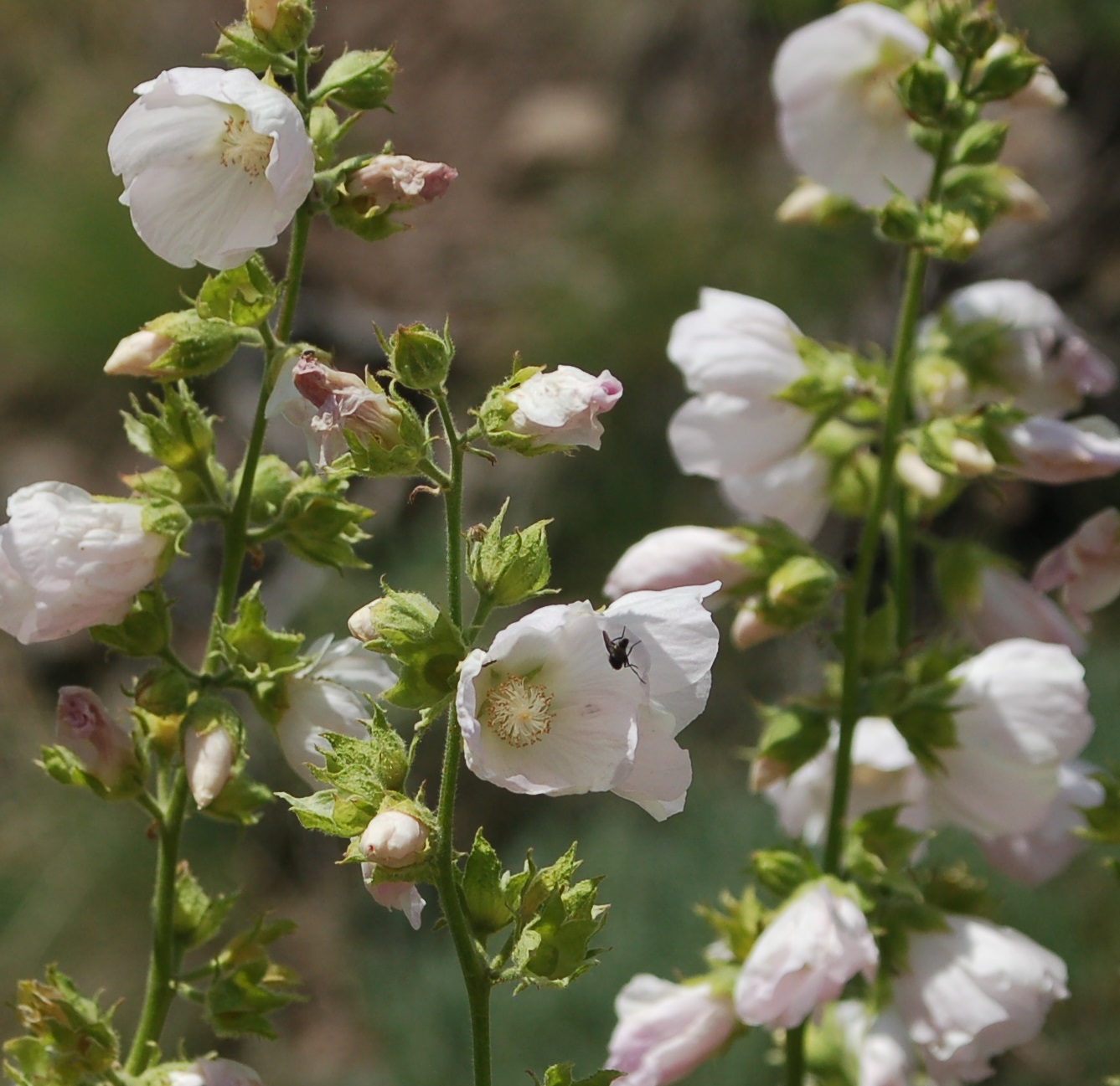 Iliamna rivularis