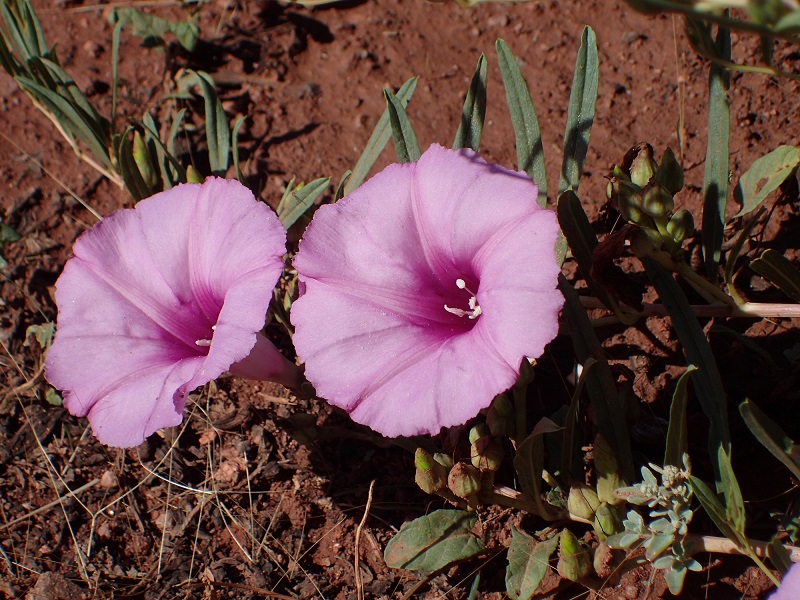 Ipomoea leptophylla