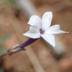 Ipomopsis longiflora
