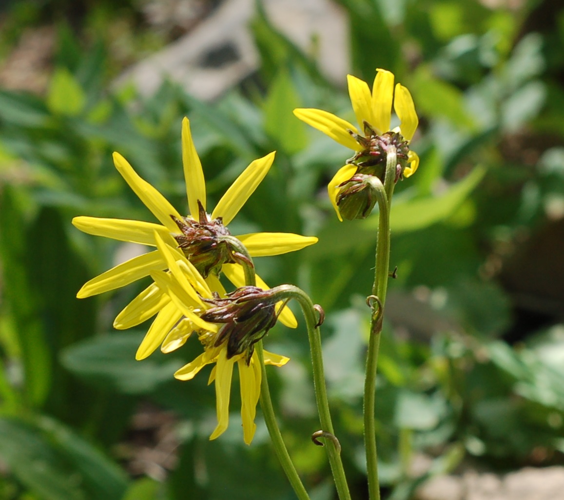 Ligularia amplectens