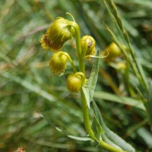 Ligularia bigelovii