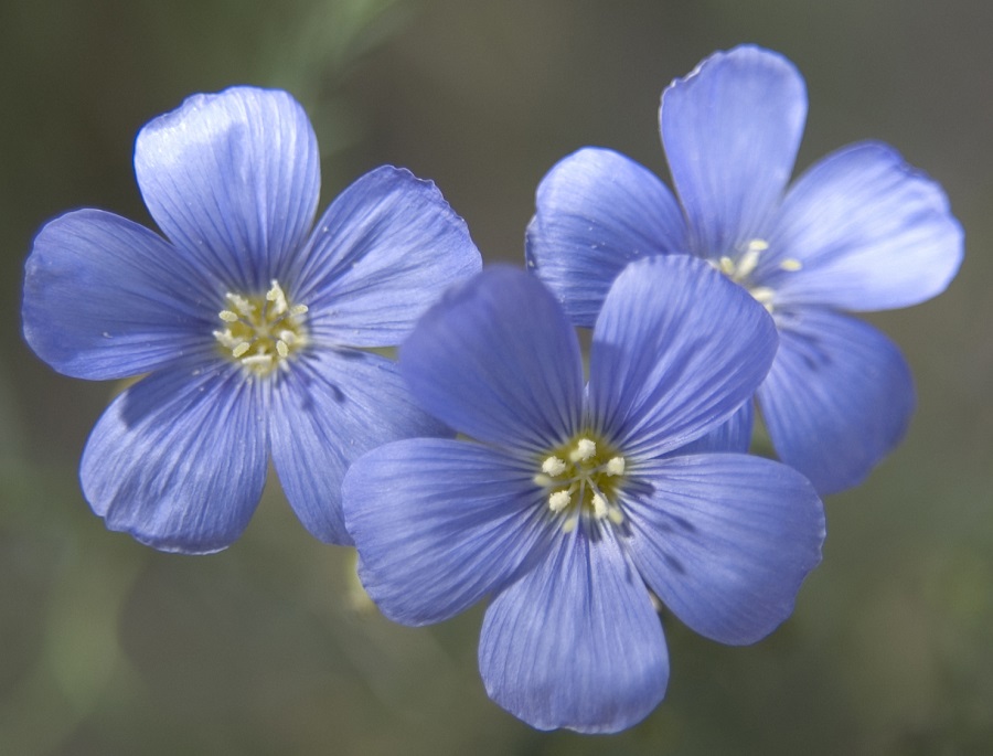 Linum lewisii