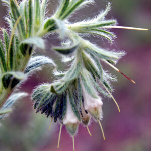 Onosmodium molle