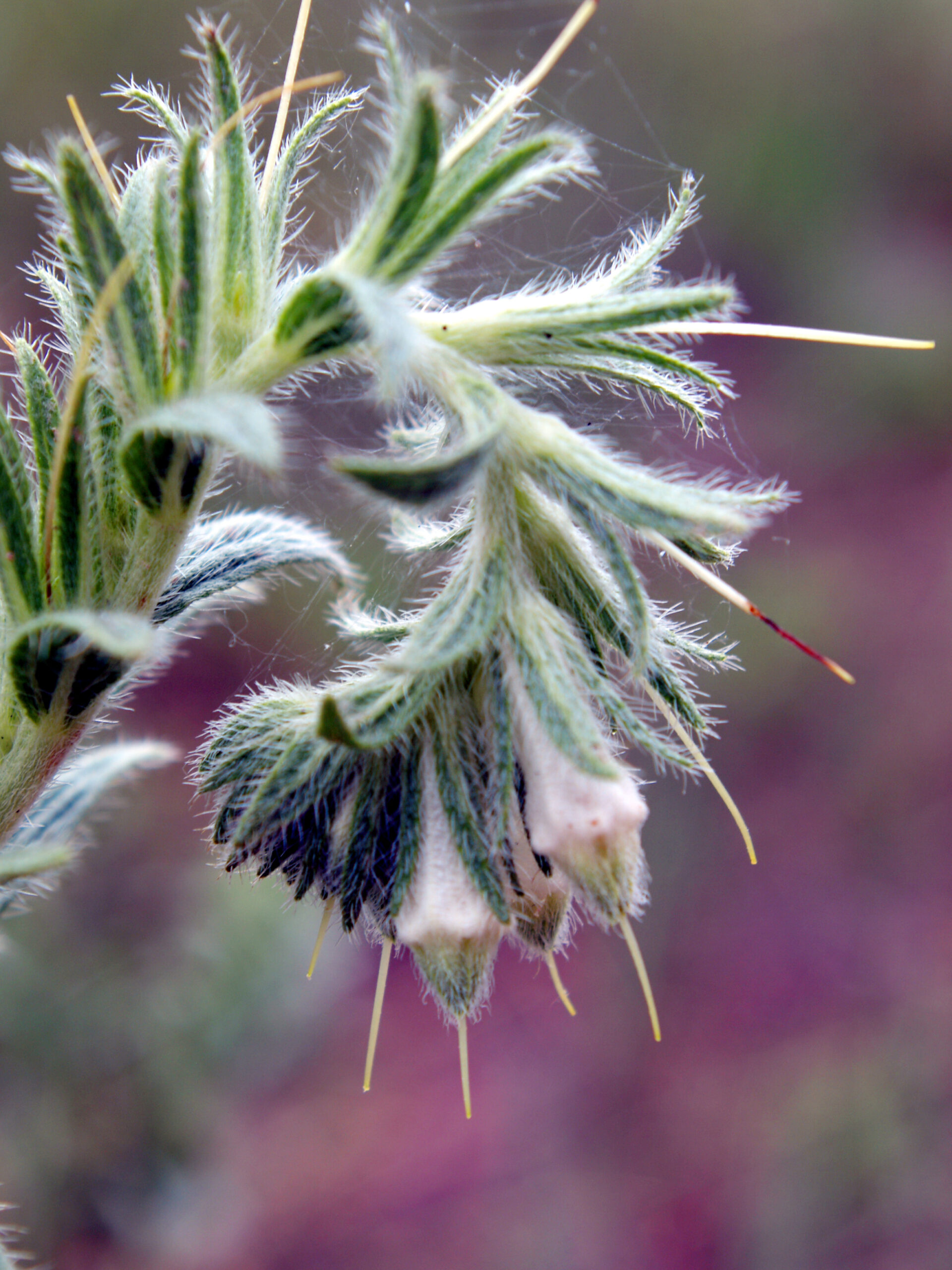 Onosmodium molle