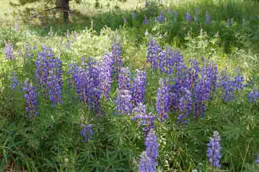 Lupinus alpestris