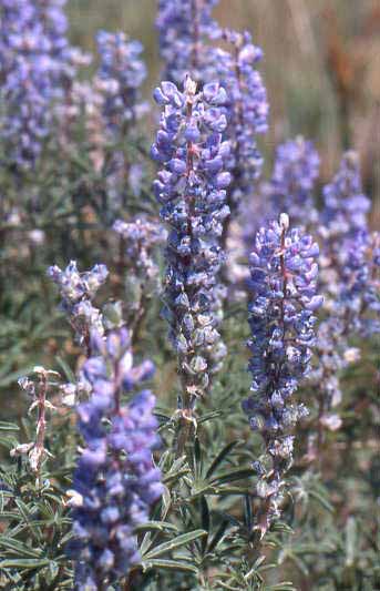 Lupinus argenteus